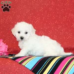 Tulip, Bichon Frise Puppy
